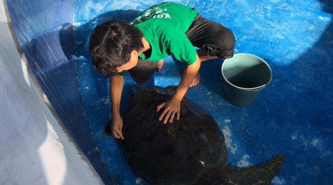 A Projects Abroad volunteer cleans a turtle in Mexico A volunteer cleans a sea turtle in Mexsico on a project for teenagers